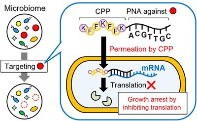 Subtractive modification of bacterial consortium using antisense peptide nucleic acids